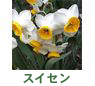 �X�C�Z��
