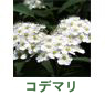 �R�f�}��