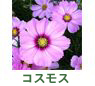 �R�X���X