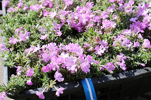 芝桜・オータムローズ