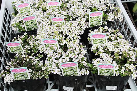 カーペットかすみ草