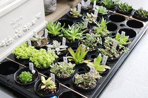 多肉植物