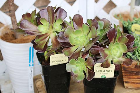 多肉植物カシミヤバイオレット
