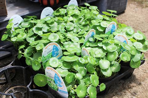 水生植物・ウォーターコイン
