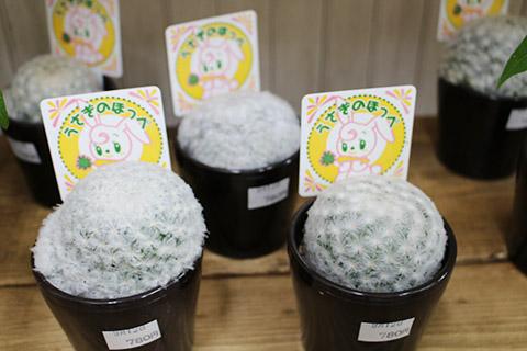サボテン・うさぎのほっぺ