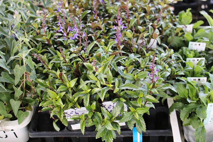 スクテラリア・ブルーファイヤー