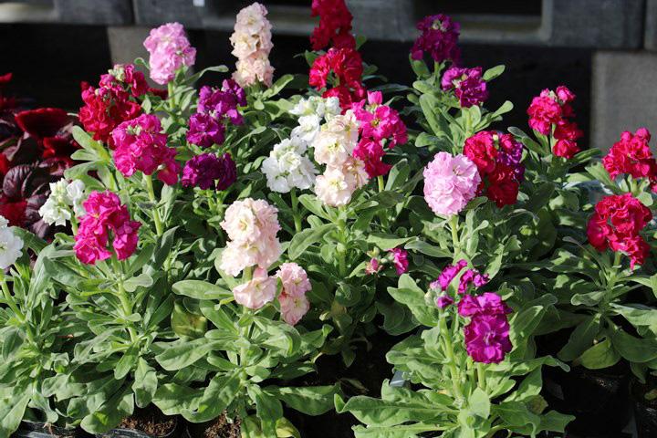 八重咲ストック