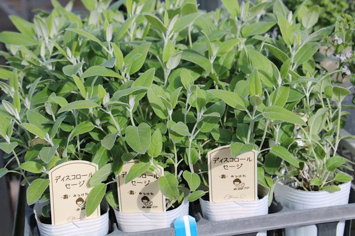 ディスコロールセージ