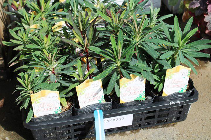 ユーフォルビア