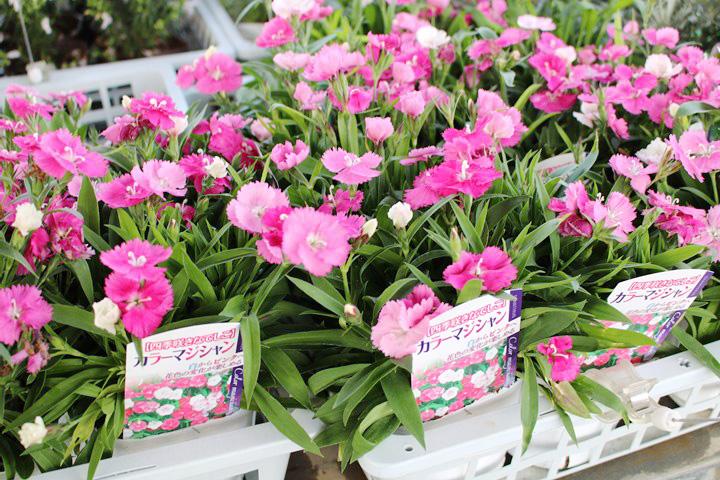 四季咲きナデシコ・カラーマジシャン
