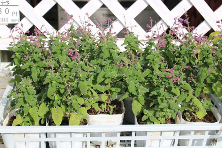 サルビア・セミアトラータ