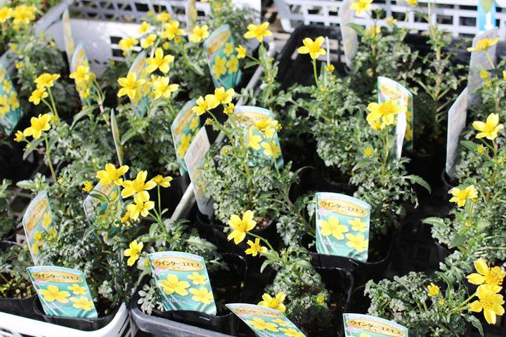 ウインターコスモス