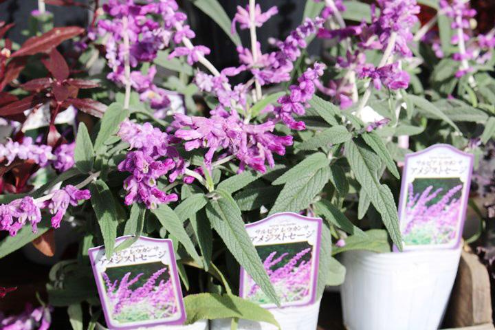 アメジストセージ