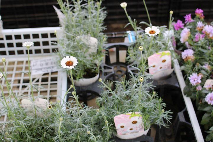 ローダンセマム・アフリカンアイズ