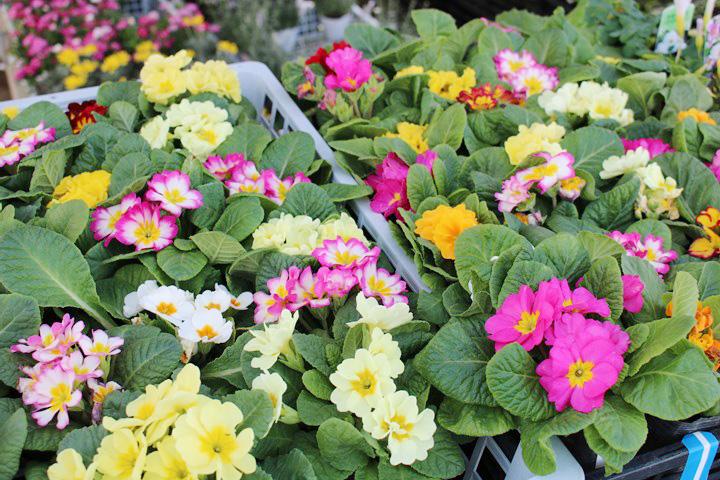 プリムラ・キャンディー