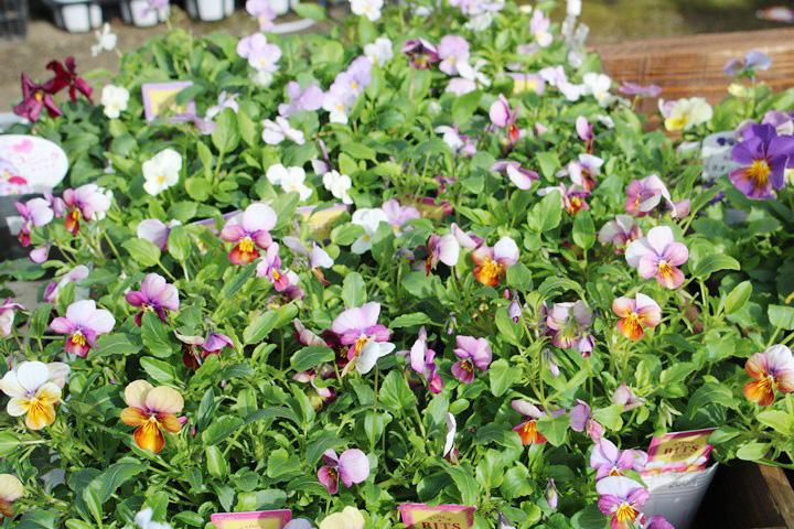 ビオラ・ビッツ