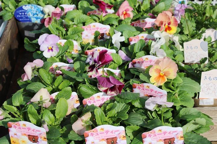 パンジー・キューティーハニー