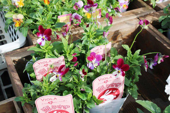 ビオラ・恋うさぎ