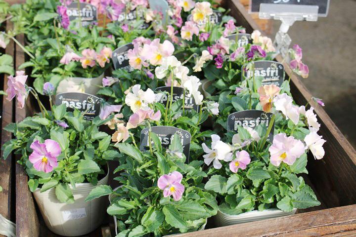 ビオラ・パスフリ