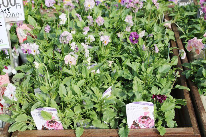 ビオラ・フリンジティアード