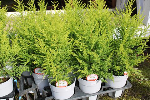 ゴールドクレスト