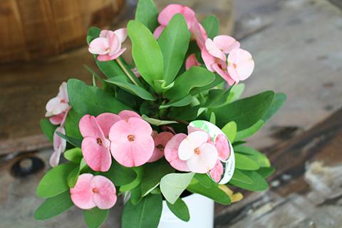 ハナキリン・シャルロッテ