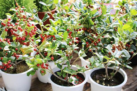 クリスマスホーリー