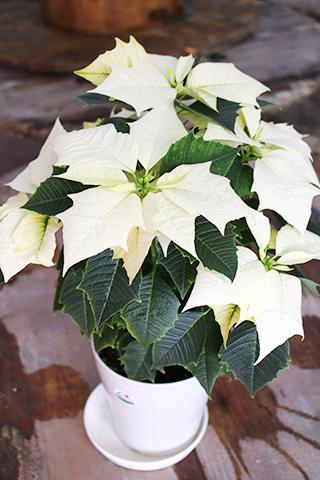 ポインセチア・白