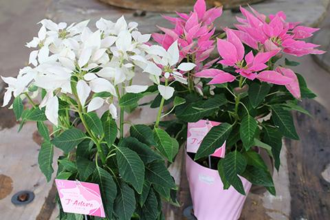 ポインセチア・ジャドール