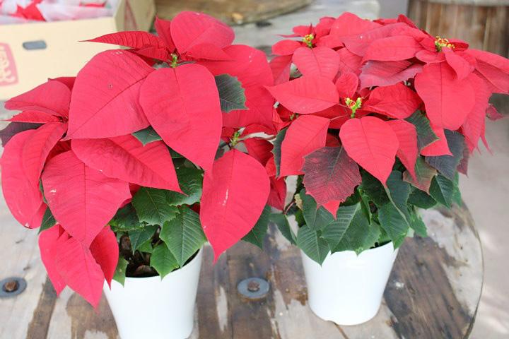 ポインセチア