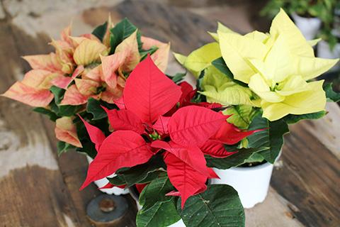 ポインセチア(小)