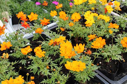 キバナコスモス