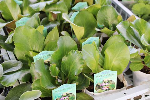 ベルゲニア・ウインターグロー