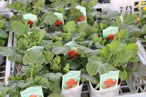 ゲウム・ブレイジングサンセット