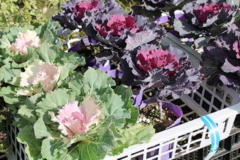 葉ボタン・はと