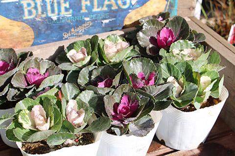 葉ボタン・プチボタン