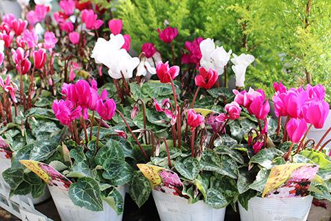 ガーデンシクラメン