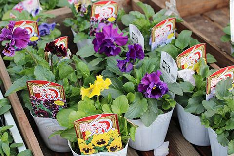 絵になるスミレ