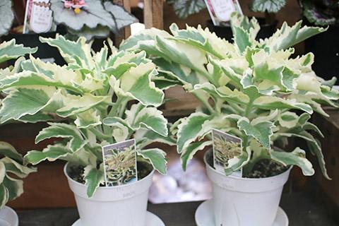 斑入りカランコエ・ラキニアータ