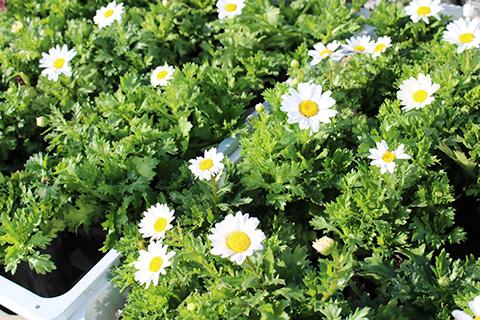 ノースポール-スノーランド