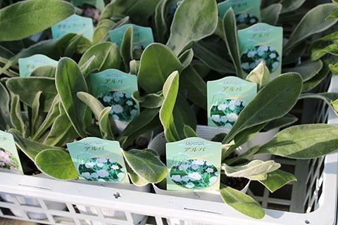 リクニス-アルバ