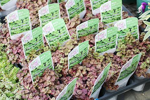 オレガノ オルトラーナ