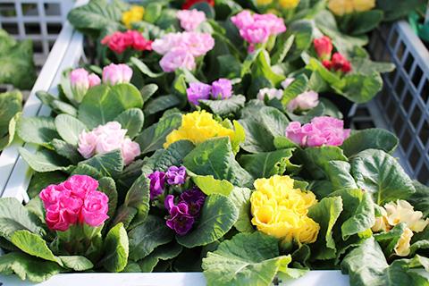 バラ咲きジュリアン