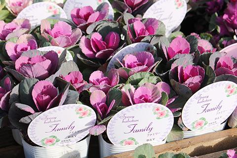 葉ボタン ファミリー