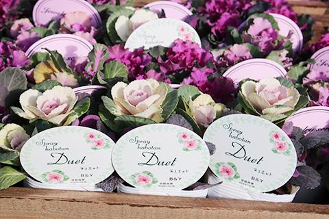 葉ボタン デュエット