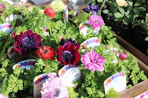 八重 アネモネ オーロラ