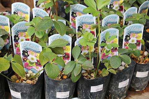 クリスマスローズ・ダブル系