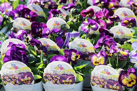 よく咲くスミレ ブルーベリーパイ