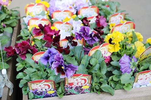 絵になるスミレ