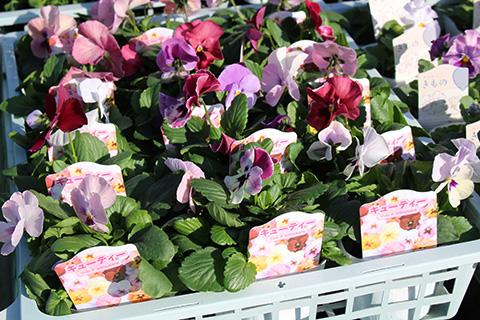 ビオラ キューティーシリーズ